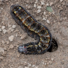 Apina callisto (Pasture Day Moth) at Googong, NSW - 21 Aug 2020 by WHall