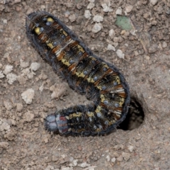 Apina callisto (Pasture Day Moth) at QPRC LGA - 21 Aug 2020 by WHall