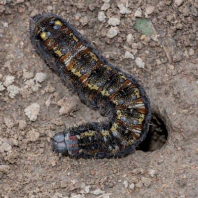 Apina callisto (Pasture Day Moth) at Googong, NSW - 21 Aug 2020 by WHall