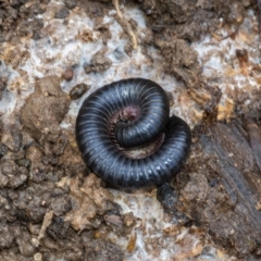 Ommatoiulus moreleti (Portuguese Millipede) at Googong, NSW - 18 Aug 2020 by WHall
