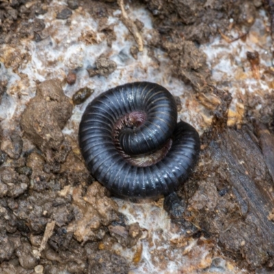 Ommatoiulus moreleti (Portuguese Millipede) at QPRC LGA - 18 Aug 2020 by WHall