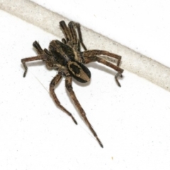 Unidentified Wolf spider (Lycosidae) at Googong, NSW - 18 Aug 2020 by WHall