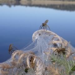 Lycosidae (family) (Wolf spider) at Jellat Jellat, NSW - 2 Aug 2020 by Peter