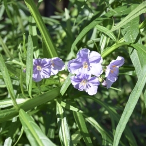 Solanum vescum at Termeil, NSW - suppressed