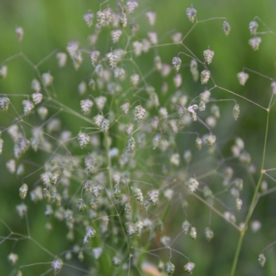 Briza minor (Shivery Grass) at Termeil, NSW - 18 Aug 2020 by wendie