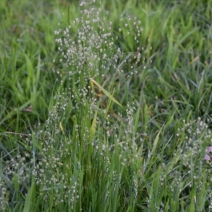 Briza minor at Termeil, NSW - suppressed