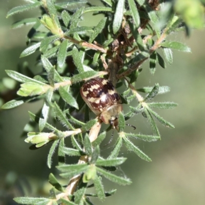 Paropsis pictipennis (Tea-tree button beetle) at Termeil, NSW - 22 Aug 2020 by wendie