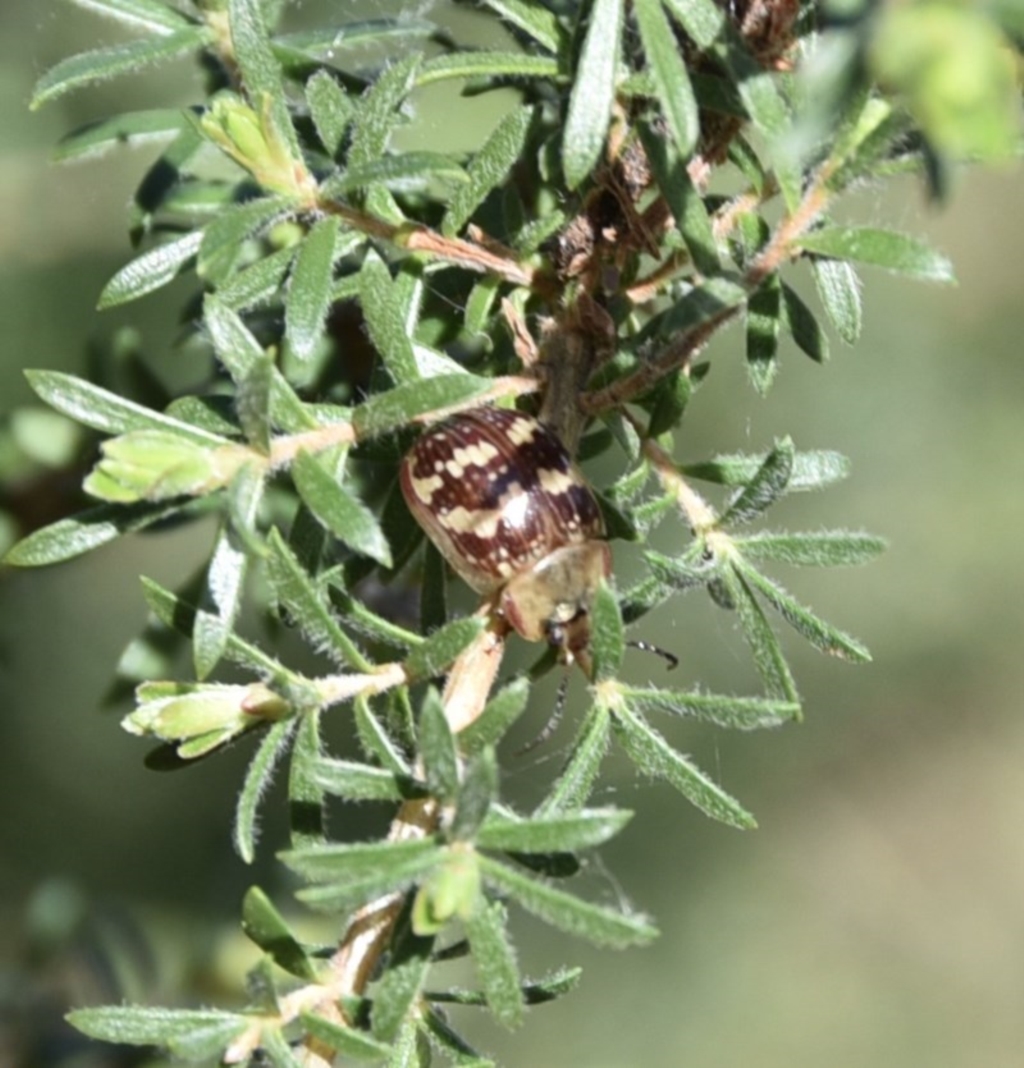 Paropsis pictipennis at suppressed - 22 Aug 2020