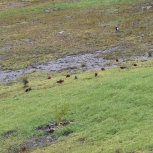 Platycercus elegans at Termeil, NSW - 7 Aug 2020