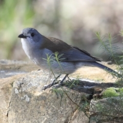 Colluricincla harmonica (Grey Shrikethrush) at Acton, ACT - 20 Aug 2020 by AlisonMilton