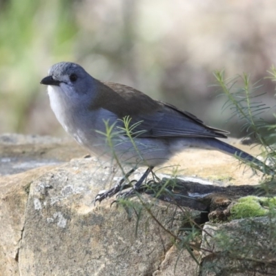 Colluricincla harmonica (Grey Shrikethrush) at Acton, ACT - 20 Aug 2020 by Alison Milton