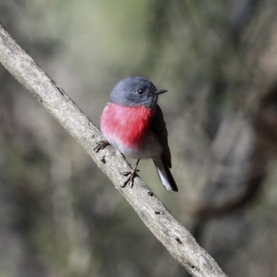 Petroica rosea (Rose Robin) at Acton, ACT - 20 Aug 2020 by AlisonMilton