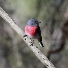 Petroica rosea (Rose Robin) at Acton, ACT - 20 Aug 2020 by Alison Milton