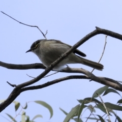 Caligavis chrysops (Yellow-faced Honeyeater) at Acton, ACT - 20 Aug 2020 by AlisonMilton