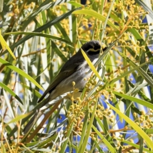 Caligavis chrysops at Acton, ACT - 20 Aug 2020