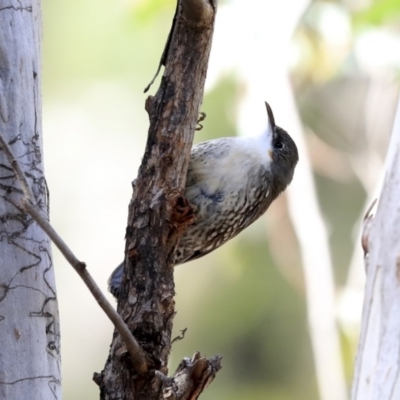 Cormobates leucophaea (White-throated Treecreeper) at Acton, ACT - 20 Aug 2020 by Alison Milton