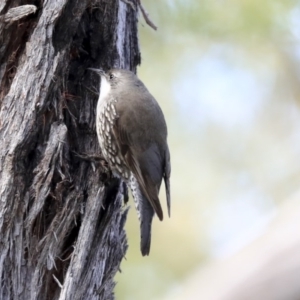 Cormobates leucophaea at Acton, ACT - 20 Aug 2020 11:40 AM