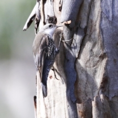 Cormobates leucophaea at Acton, ACT - 20 Aug 2020 11:40 AM