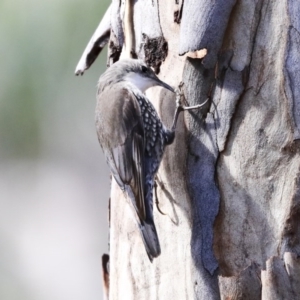 Cormobates leucophaea at Acton, ACT - 20 Aug 2020 11:40 AM