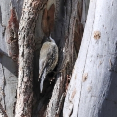 Cormobates leucophaea at Acton, ACT - 20 Aug 2020 11:40 AM