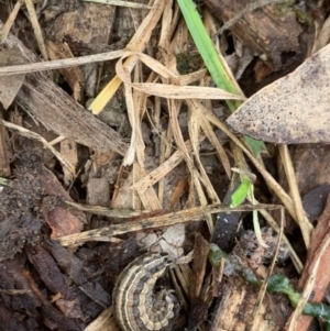 Noctuidae unclassified IMMATURE moth at Weston, ACT - 22 Aug 2020