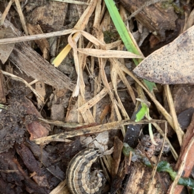 Noctuidae unclassified IMMATURE moth (Immature Noctuidae Moth) at Weston, ACT - 22 Aug 2020 by AliceH