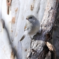 Pachycephala pectoralis (Golden Whistler) at ANBG - 20 Aug 2020 by Alison Milton