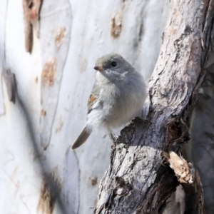 Pachycephala pectoralis at Acton, ACT - 20 Aug 2020