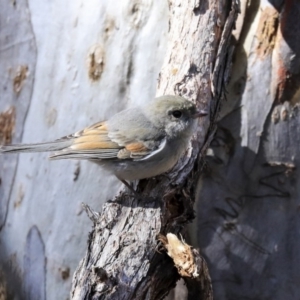 Pachycephala pectoralis at Acton, ACT - 20 Aug 2020