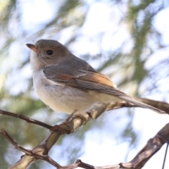 Pachycephala pectoralis (Golden Whistler) at Acton, ACT - 20 Aug 2020 by Alison Milton