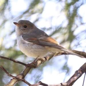 Pachycephala pectoralis at Acton, ACT - 20 Aug 2020