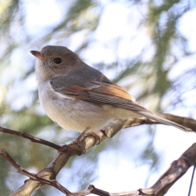 Pachycephala pectoralis (Golden Whistler) at ANBG - 20 Aug 2020 by Alison Milton