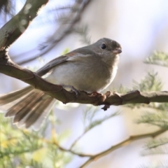 Pachycephala pectoralis at Acton, ACT - 20 Aug 2020