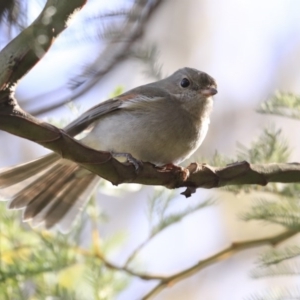 Pachycephala pectoralis at Acton, ACT - 20 Aug 2020