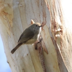 Acanthiza pusilla (Brown Thornbill) at Downer, ACT - 20 Aug 2020 by Alison Milton
