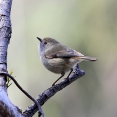 Acanthiza pusilla (Brown Thornbill) at Acton, ACT - 20 Aug 2020 by AlisonMilton