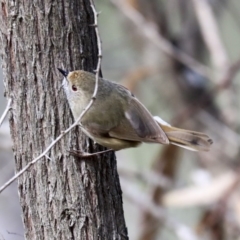 Acanthiza pusilla at Acton, ACT - 20 Aug 2020