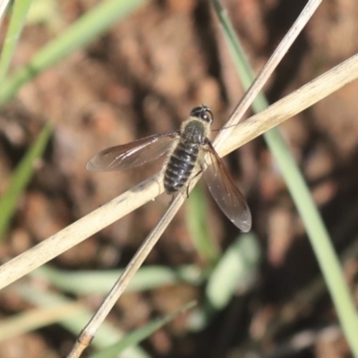 Bombyliidae (family) (Unidentified Bee fly) at Weetangera, ACT - 9 Mar 2020 by AlisonMilton