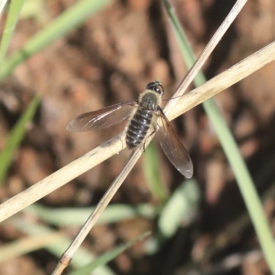 Bombyliidae (family) (Unidentified Bee fly) at The Pinnacle - 9 Mar 2020 by AlisonMilton
