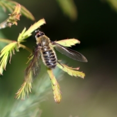 Bombyliidae (family) (Unidentified Bee fly) at Weetangera, ACT - 10 Mar 2020 by AlisonMilton