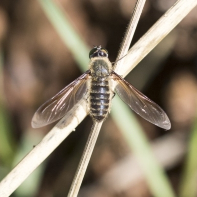 Bombyliidae (family) (Unidentified Bee fly) at The Pinnacle - 9 Mar 2020 by AlisonMilton