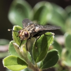 Cuphocera sp. (genus) (A bristle fly) at Acton, ACT - 13 Mar 2020 by AlisonMilton