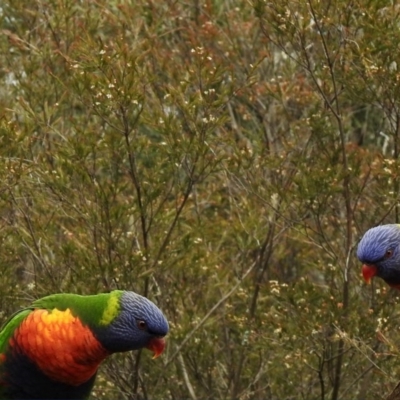 Trichoglossus moluccanus (Rainbow Lorikeet) at Aranda, ACT - 18 Aug 2020 by KMcCue