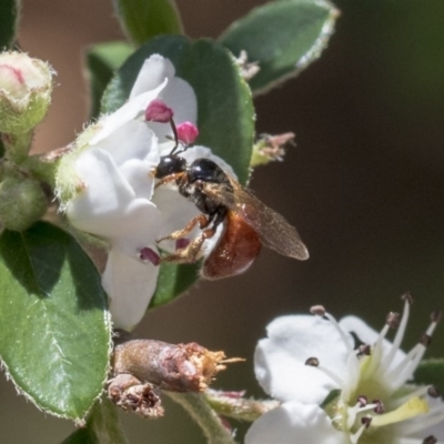 Exoneura sp. (genus) (A reed bee) at Acton, ACT - 13 Mar 2020 by AlisonMilton