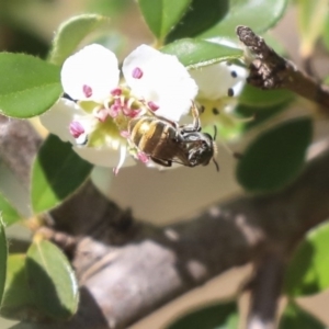 Lipotriches sp. (genus) at Acton, ACT - 13 Mar 2020