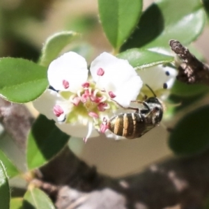 Lipotriches sp. (genus) at Acton, ACT - 13 Mar 2020