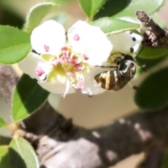 Lipotriches sp. (genus) at Acton, ACT - 13 Mar 2020