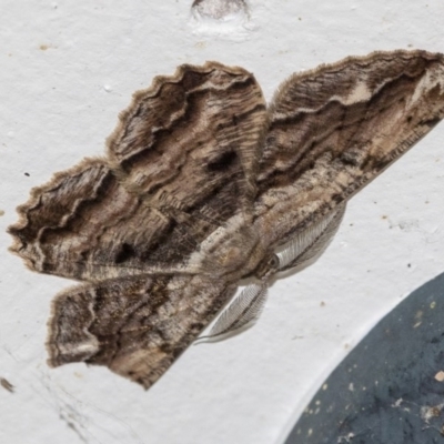 Scioglyptis lyciaria (White-patch Bark Moth) at Higgins, ACT - 22 Mar 2020 by AlisonMilton