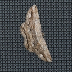 Scioglyptis lyciaria (White-patch Bark Moth) at Higgins, ACT - 31 Mar 2020 by AlisonMilton