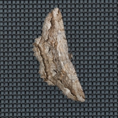 Scioglyptis lyciaria (White-patch Bark Moth) at Higgins, ACT - 31 Mar 2020 by AlisonMilton